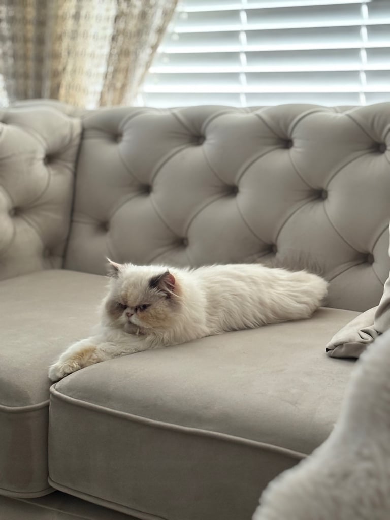 Persian cat- new loving home needed 