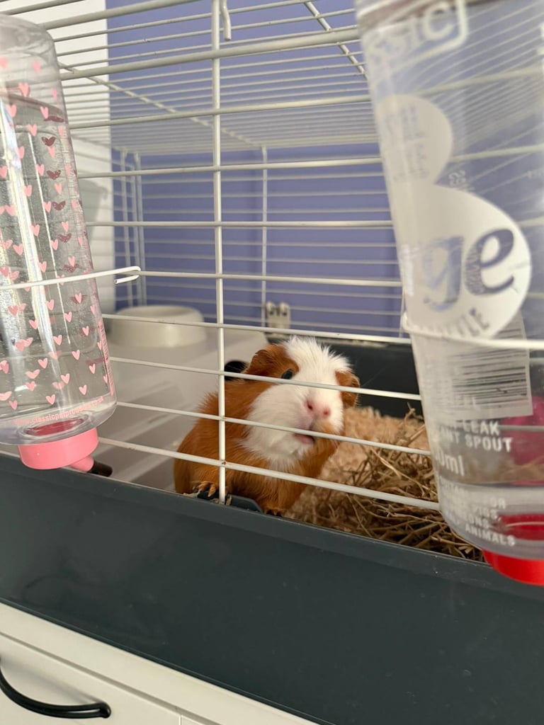 Guinea pig
