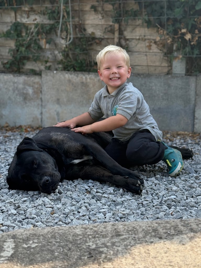 Max - Big softy needs a new home
