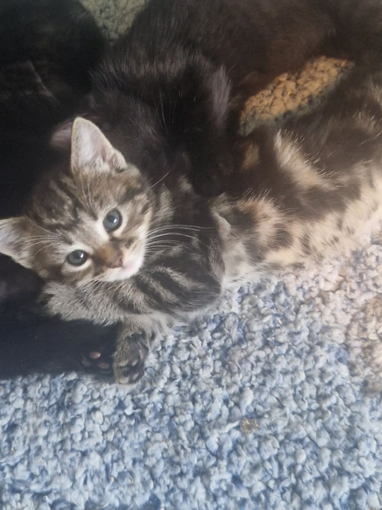 Kittens for sale