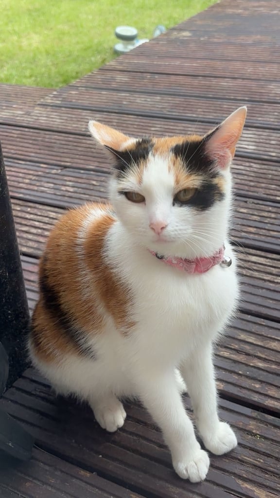 image for Beautiful calico cat