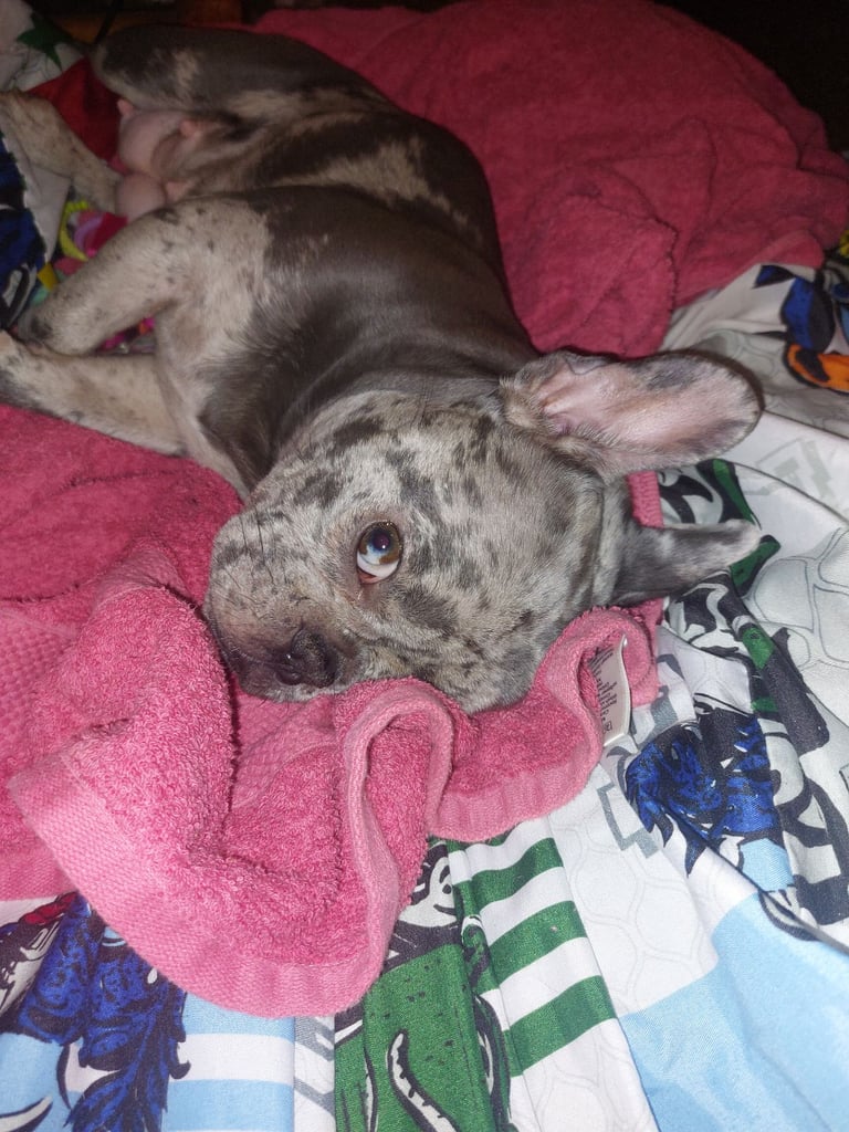 2 female french bulldog puppies merle 