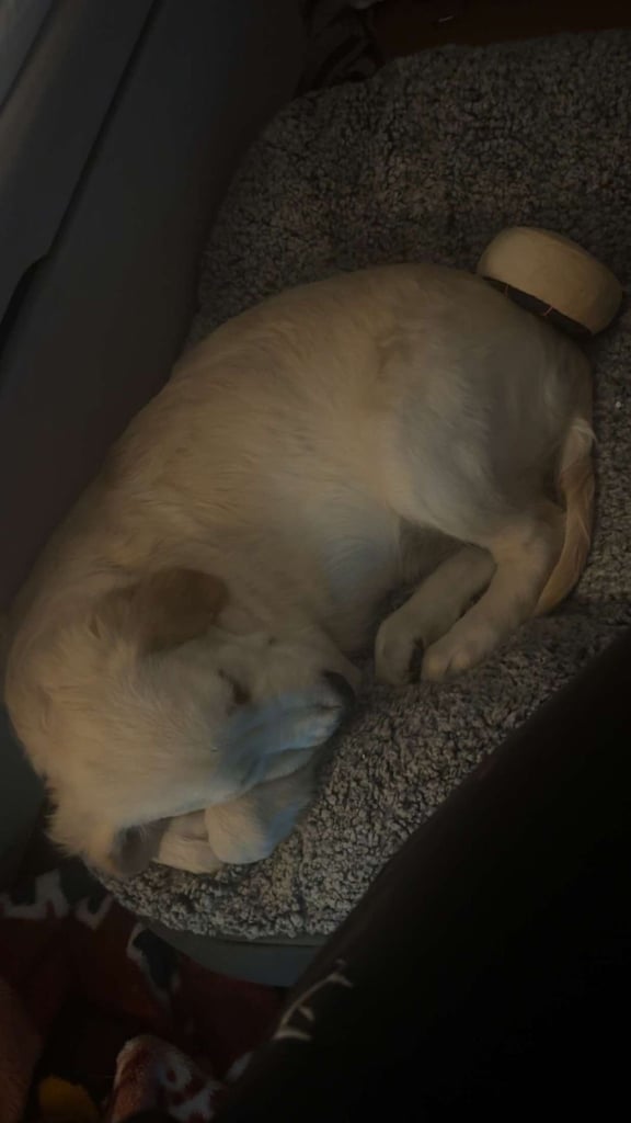 Golden Retriever Pup - Male 