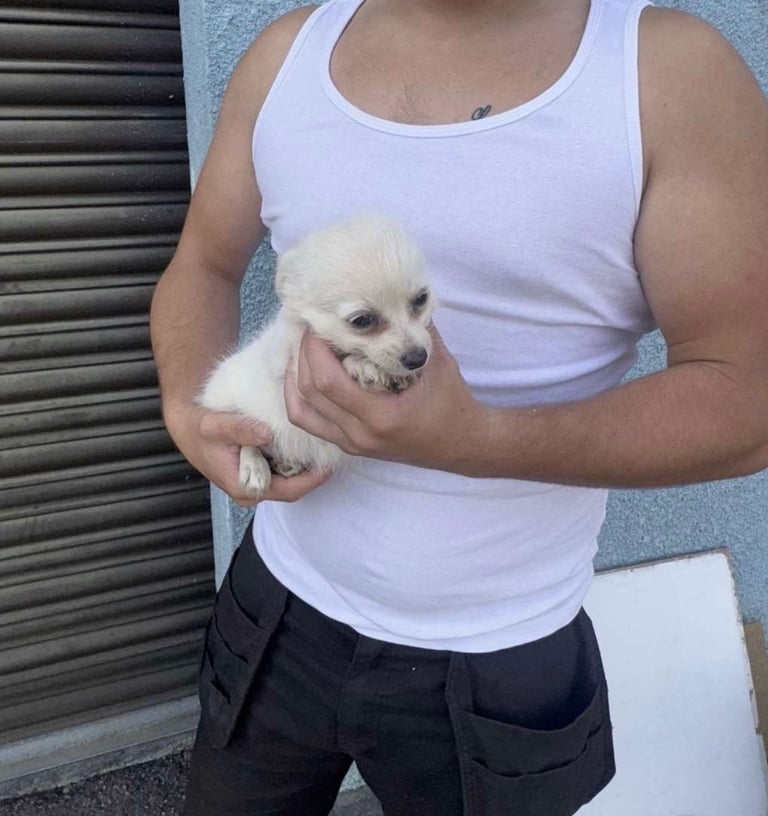 Chihuahua cross jack Russell puppies 