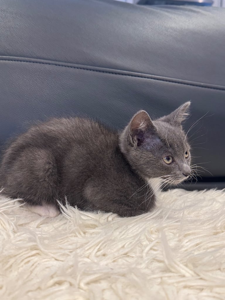 Short British hair cat mixed 