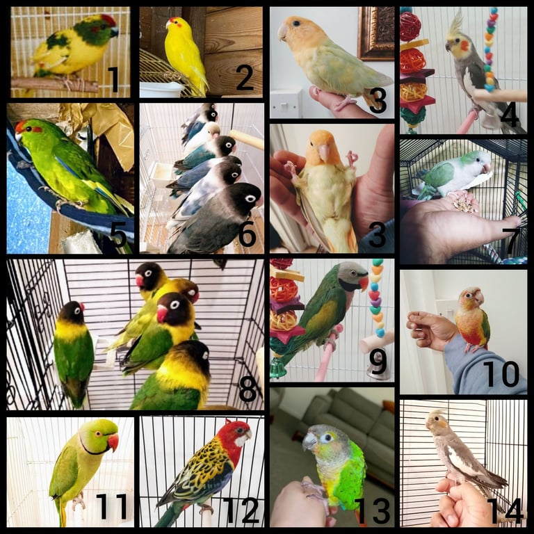 Birds - Cockatiels Budgies Canaries Finches Canarys