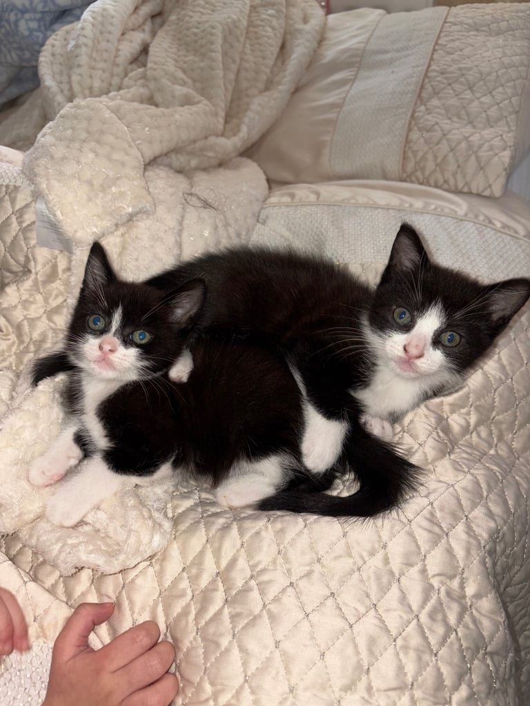 Kittens