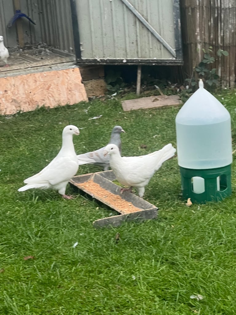Pigeons
