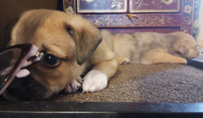 Pug X Collie (Pugollie) Puppies Looking For Their Forever Homes