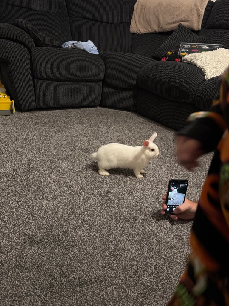 2 female bunnies