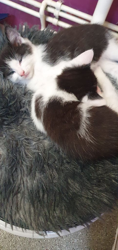 Kitten for Sale £50