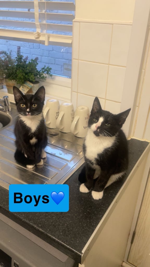 image for Beautiful kittens for sale