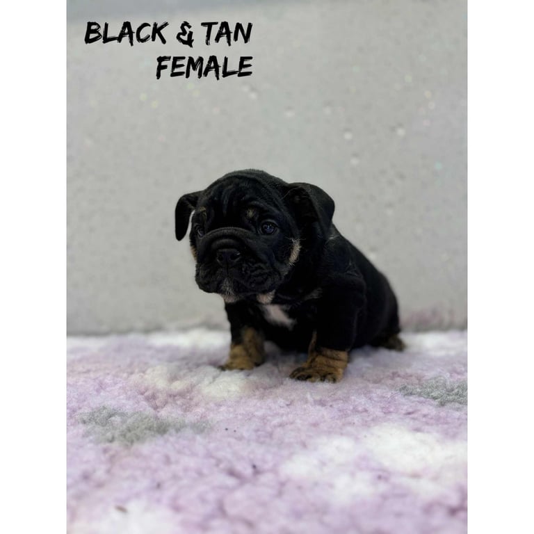 English bulldog 
