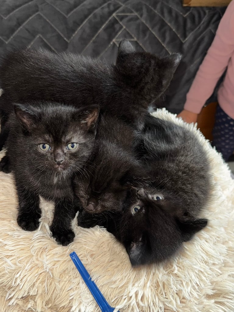 Black cats 
