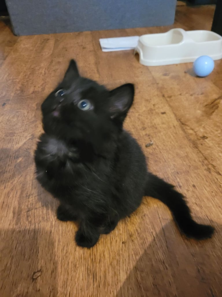 mix breed all black long and short haired kittens ready now