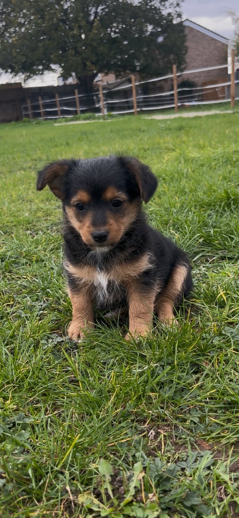 Gorgeous Wired Haired Terrier Boy Puppy
