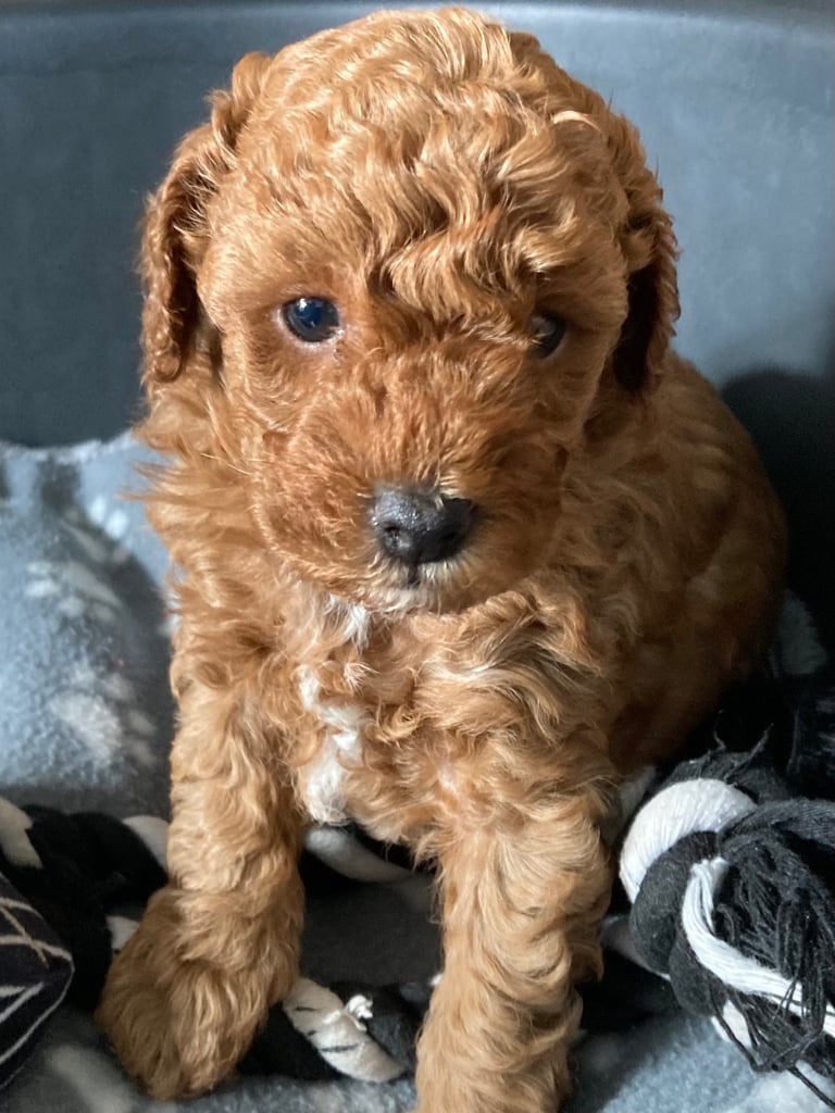 F1B COCKAPOO PUPPY