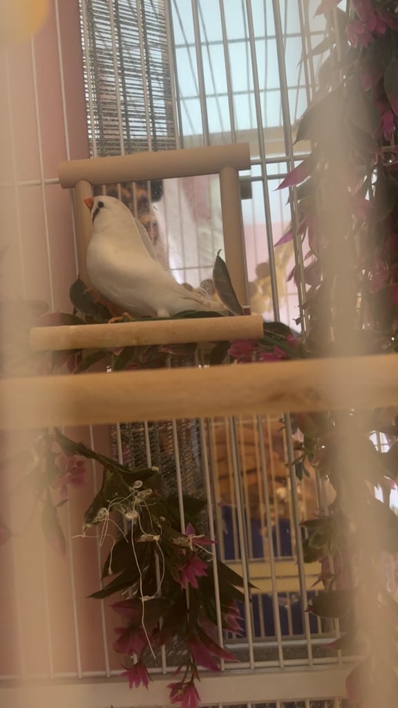 Male and female zebra finches with huge enclosure 