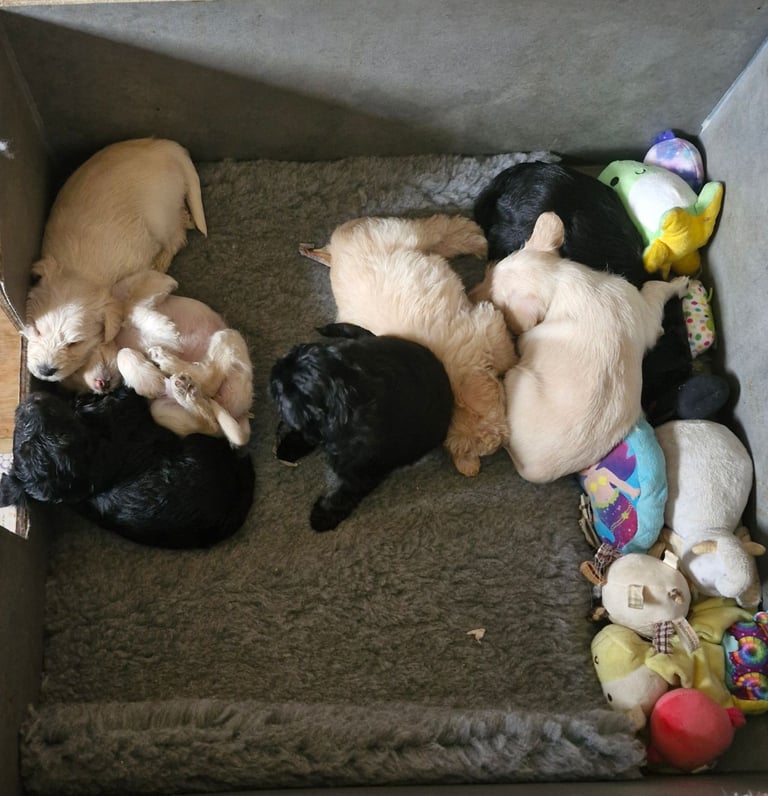 image for Schnoodle puppies