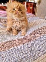 Persian kitties 