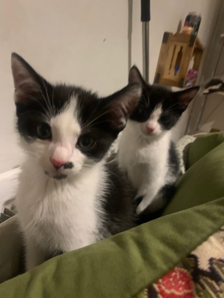 2x 10 week old Boy kittens 