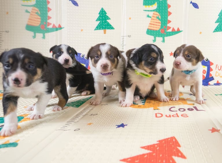 Border collie puppies 🐶 