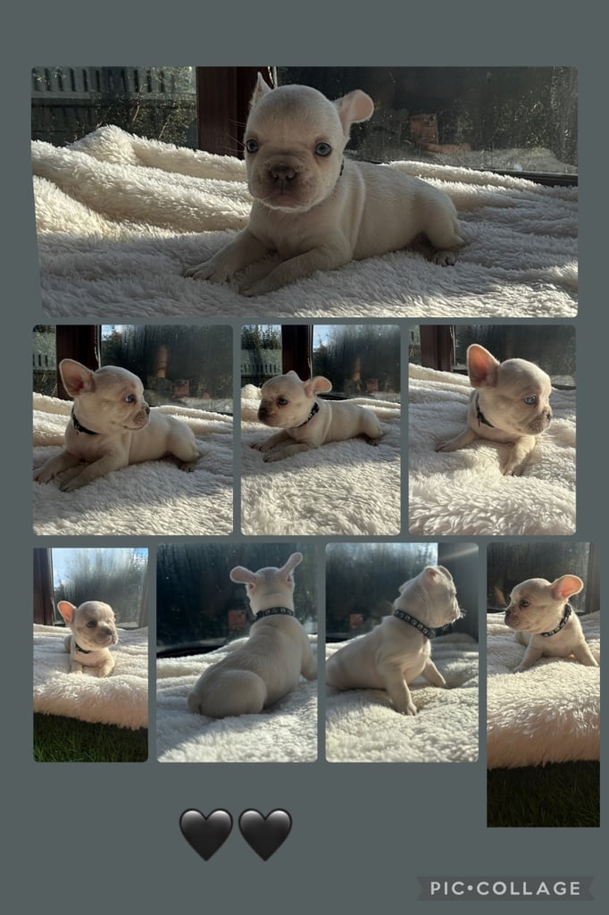 6 beautiful kc reg French bull dogs 💙