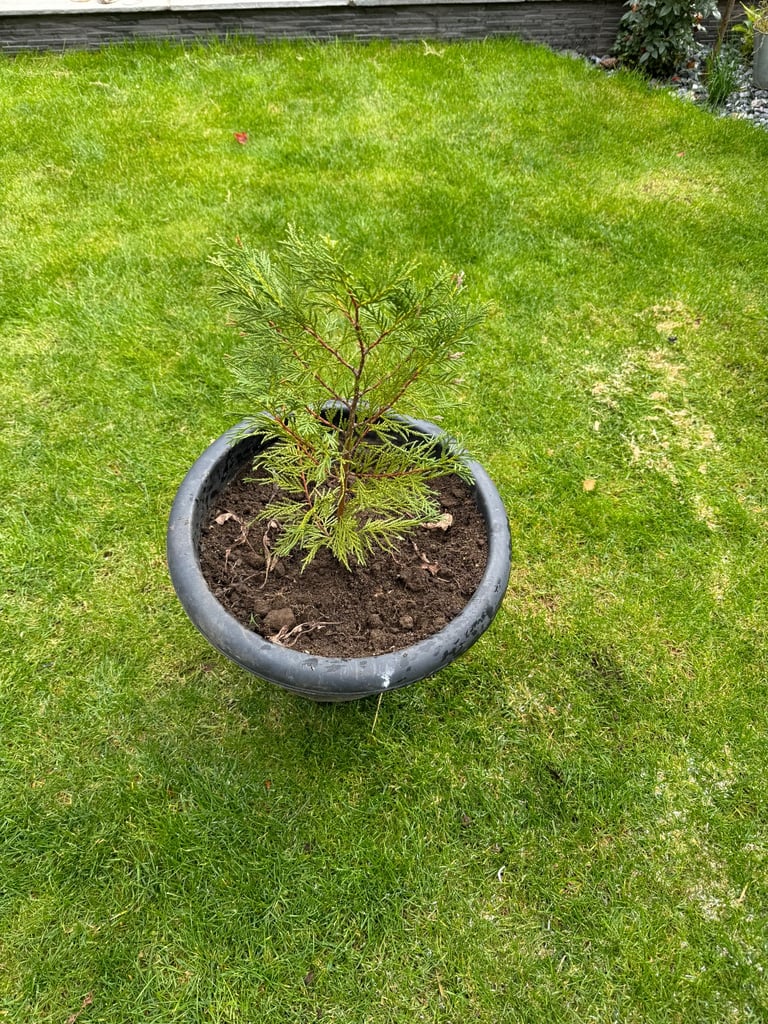 Leylandii Conifer Tree 45cm Evergreen Hedging Plant