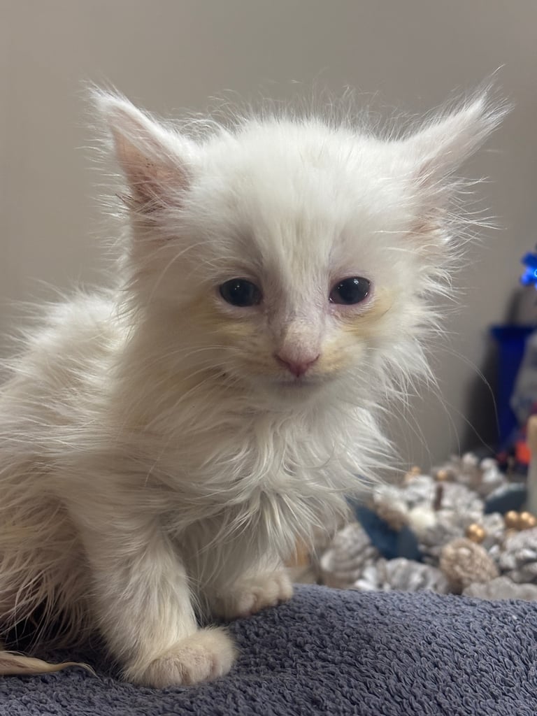 Maine coon / Turkish angora