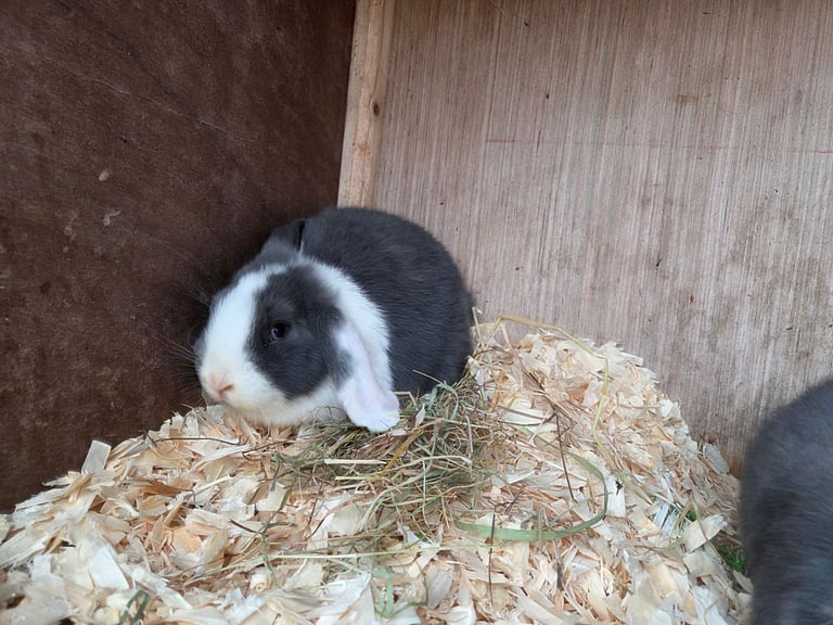 Baby mini lop bunnnies