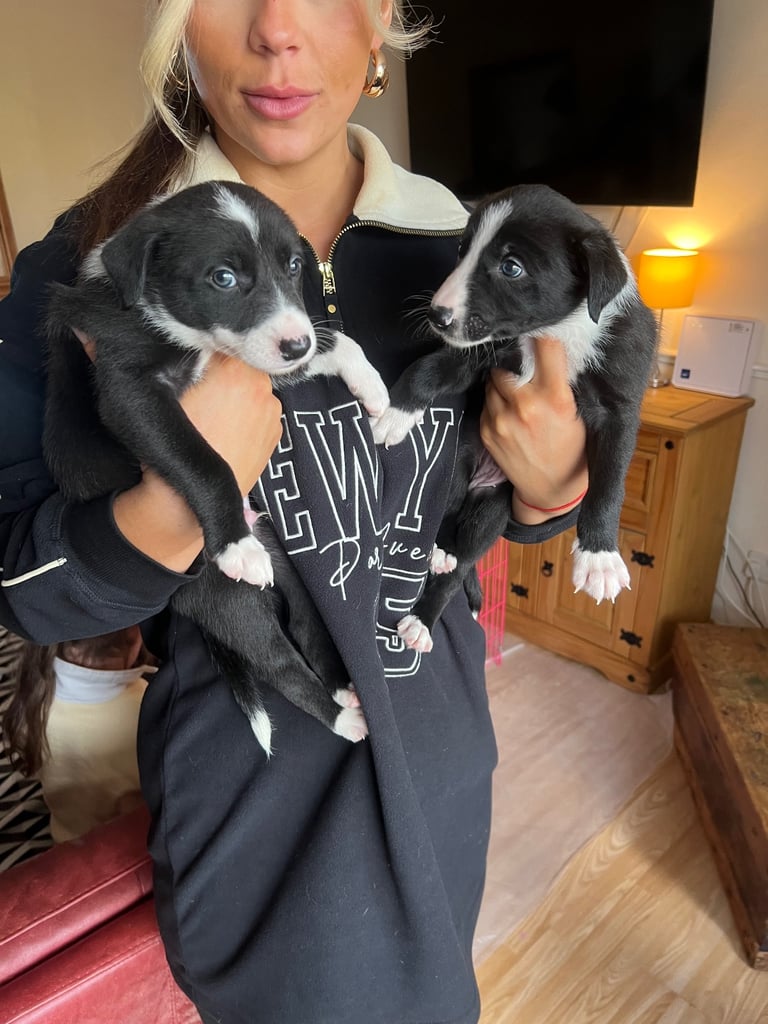Border Collie X Whippet Grey