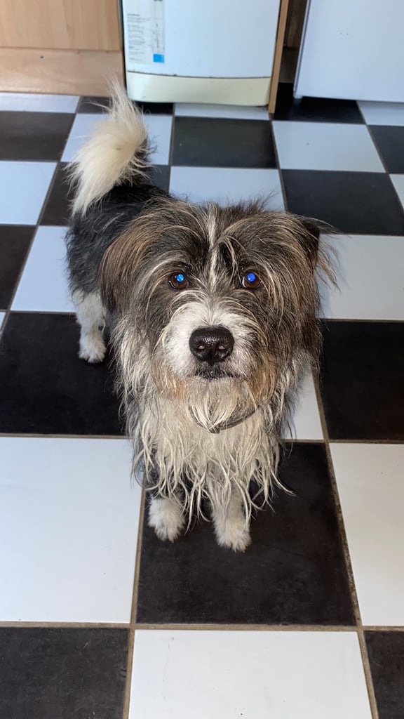 Rehoming only to a good home