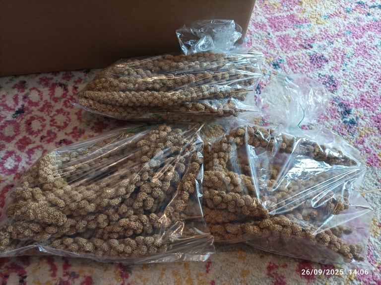 32 millet sprays for all aviary birds (12 per bag)  freshly bagged by me (last few)