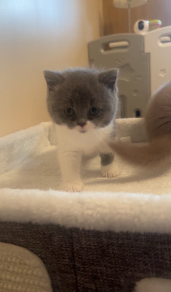 Tica registered bsh kittens ready for new homes 