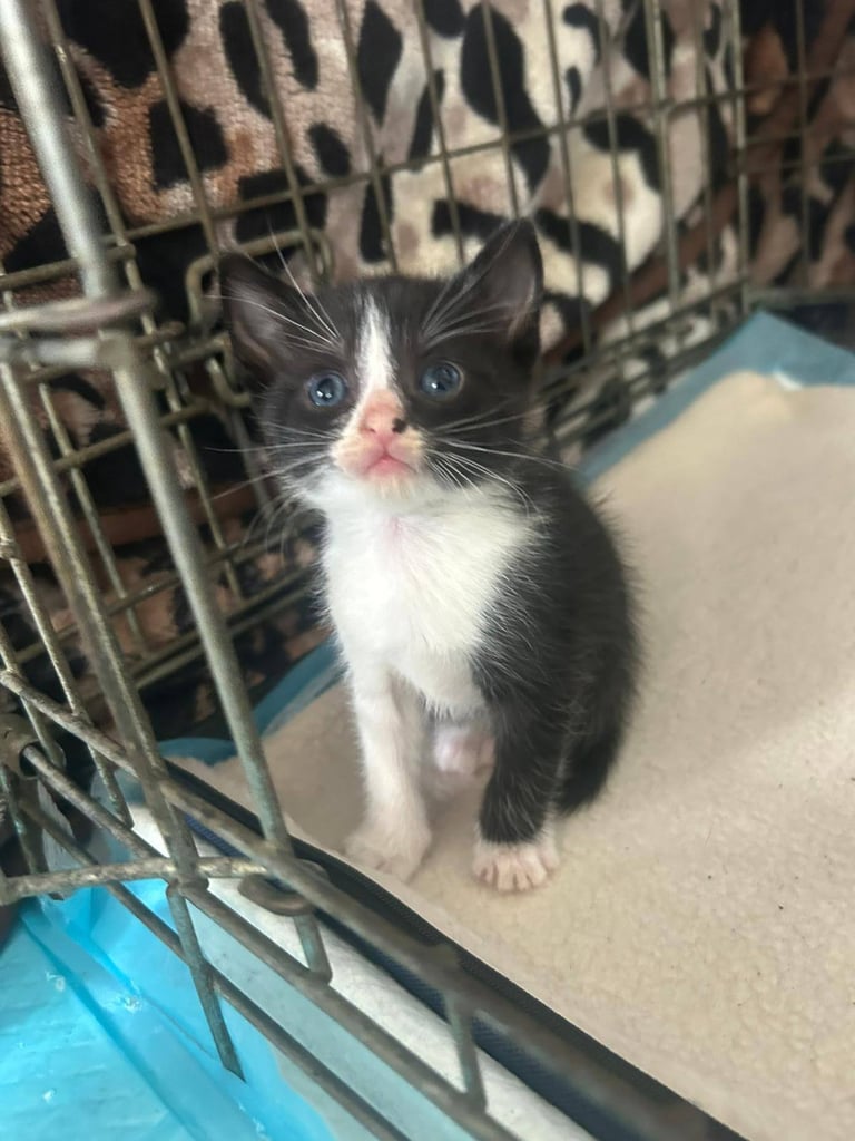 6 stunning kittens 