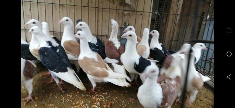 Beautiful high quality racing and show pigeons for sale