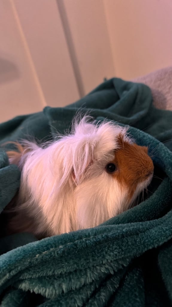 2x male guinea pigs for adoption 