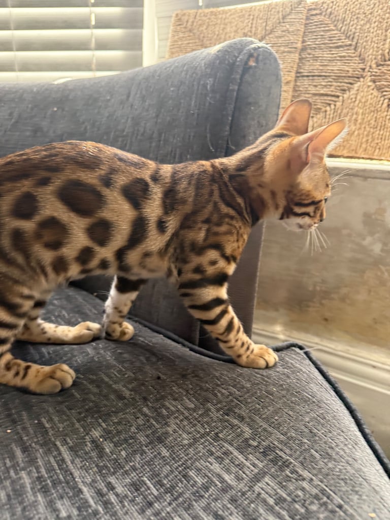 Bengal male (500 reduced pick up today)