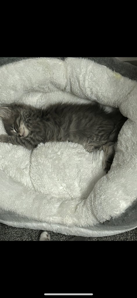 Male Kittens looking for home together 