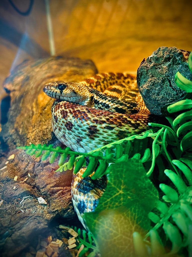 Reptile and invertebrate experience 