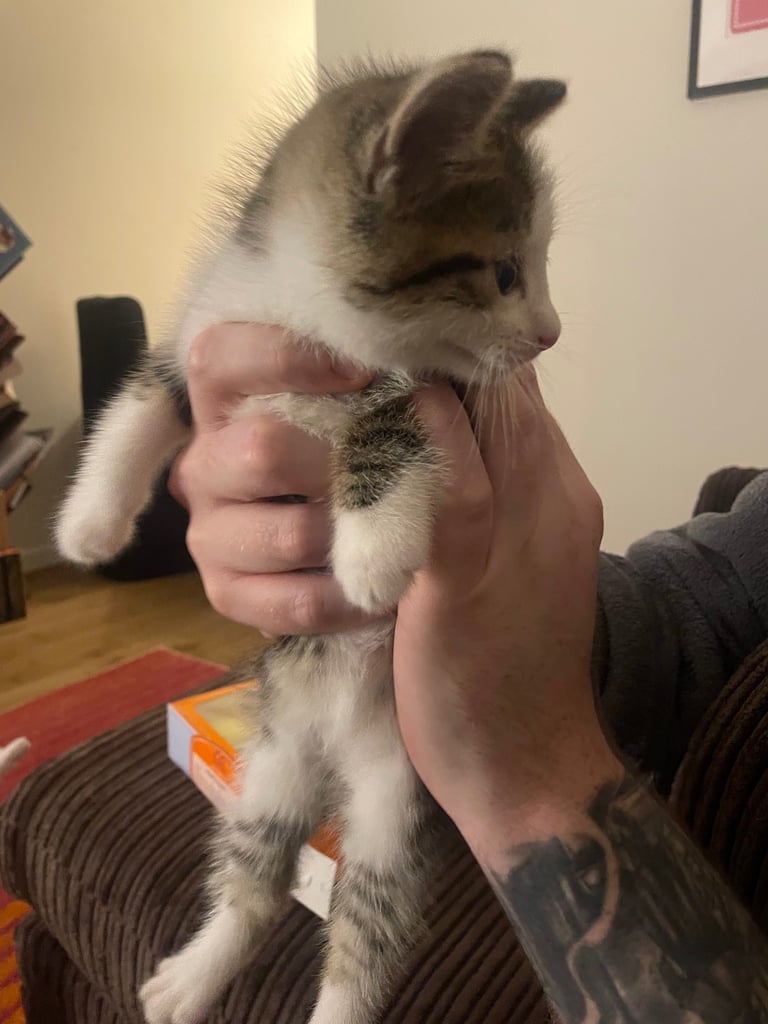 Cute tabby kittens, litter trained, male & female 