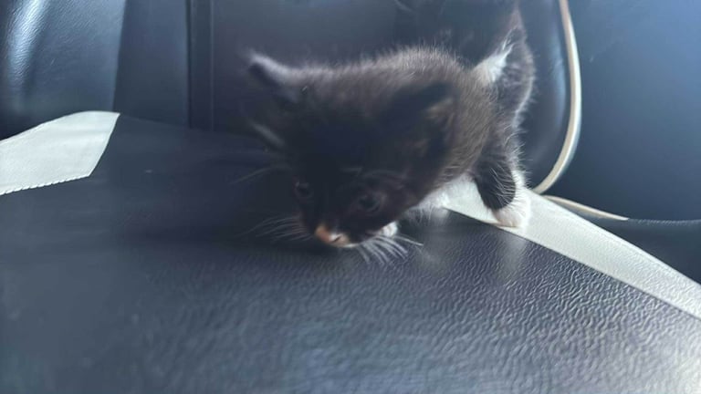 2 male kittens