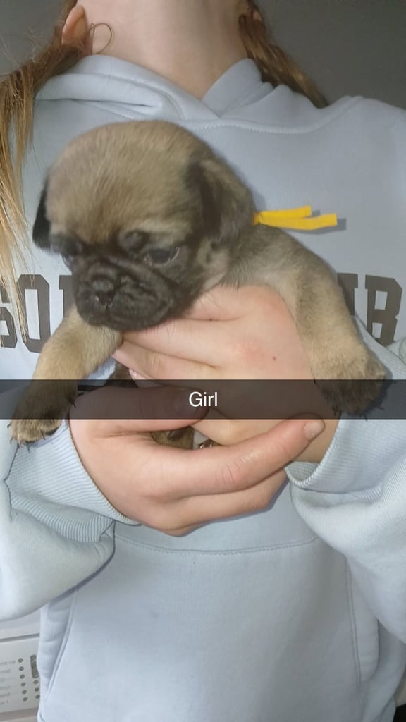 Pug puppies 
