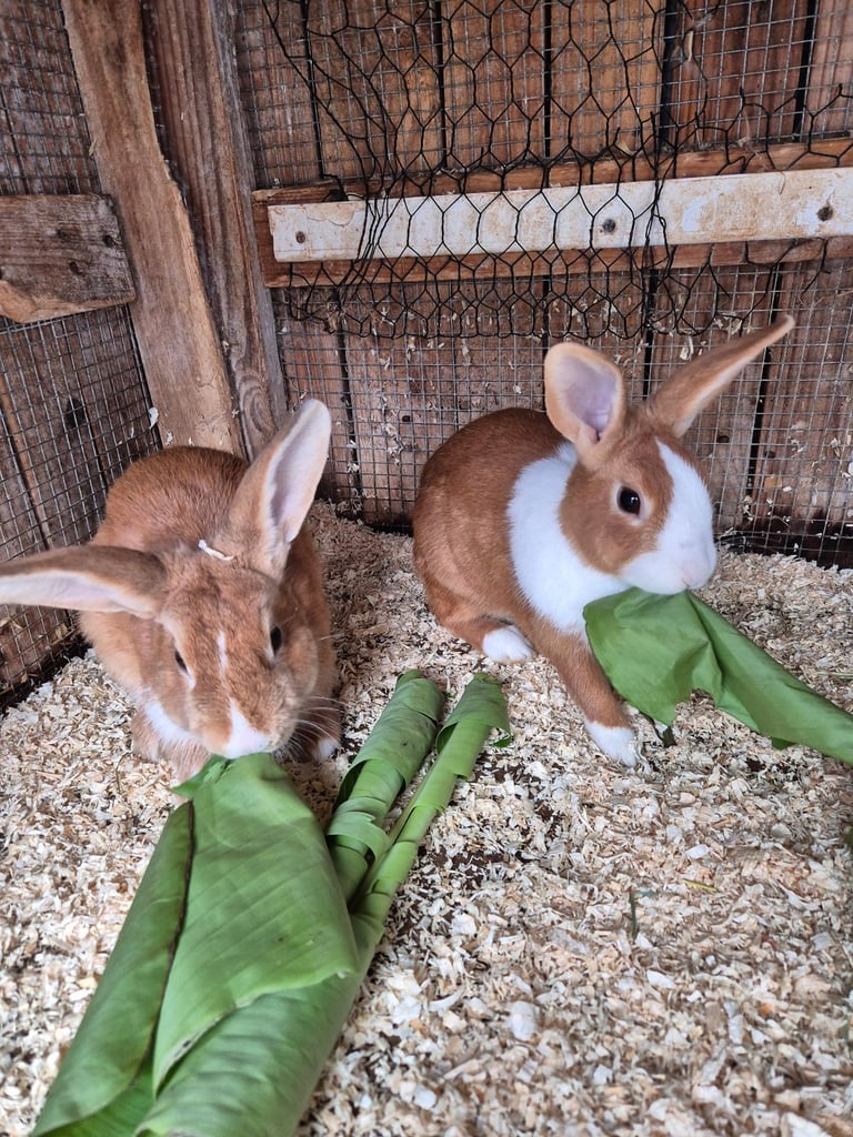 Rabbits for Sale