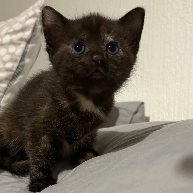 KITTENS ready to go now 
