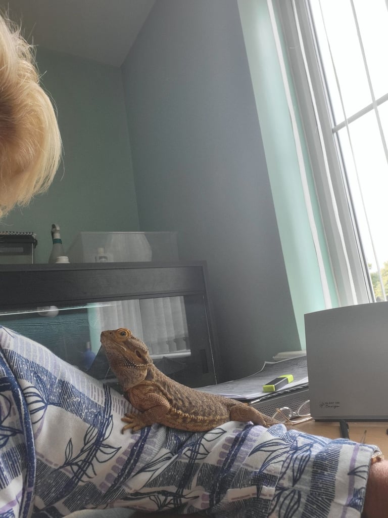 Bearded Dragon with all his accessories