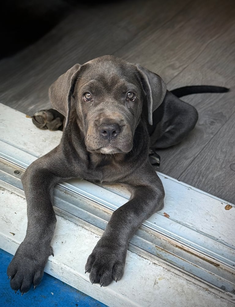Full Cane corso 
