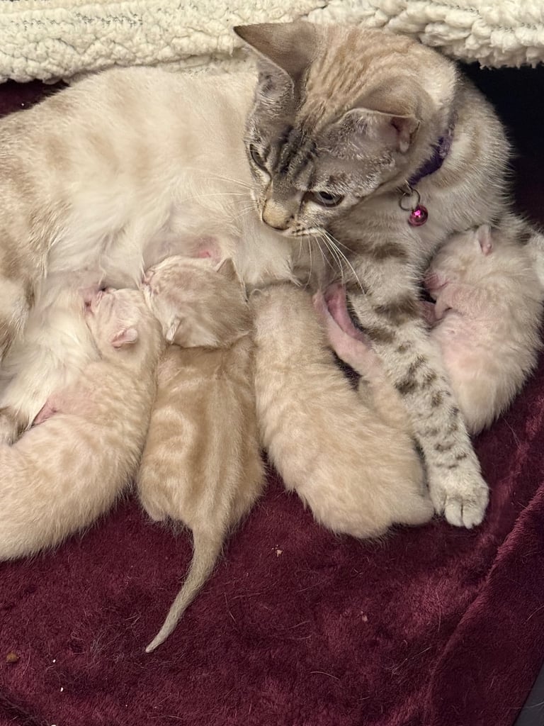 SNOW LEOPARD - SNOW BENGAL KITTENS -LAST ONE LEFT Ready now