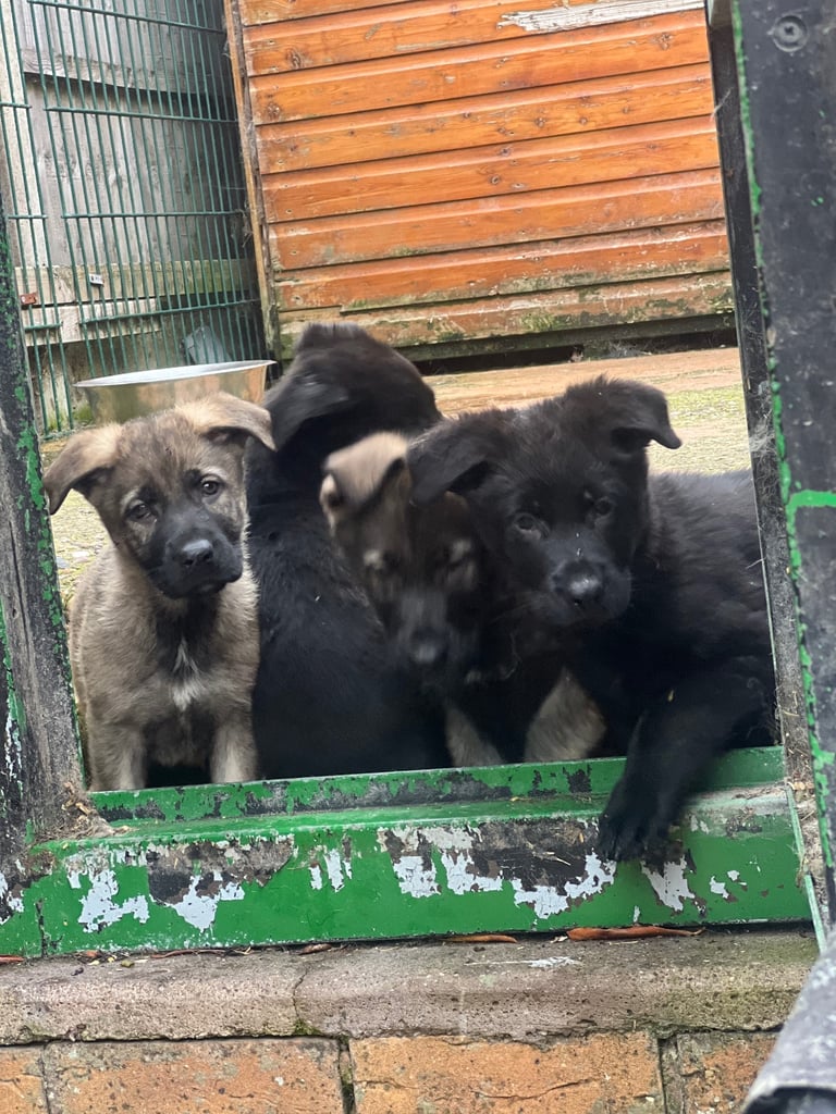TOP QUALITY CZECH GERMAN SHEPHERDS AVAILABLE!