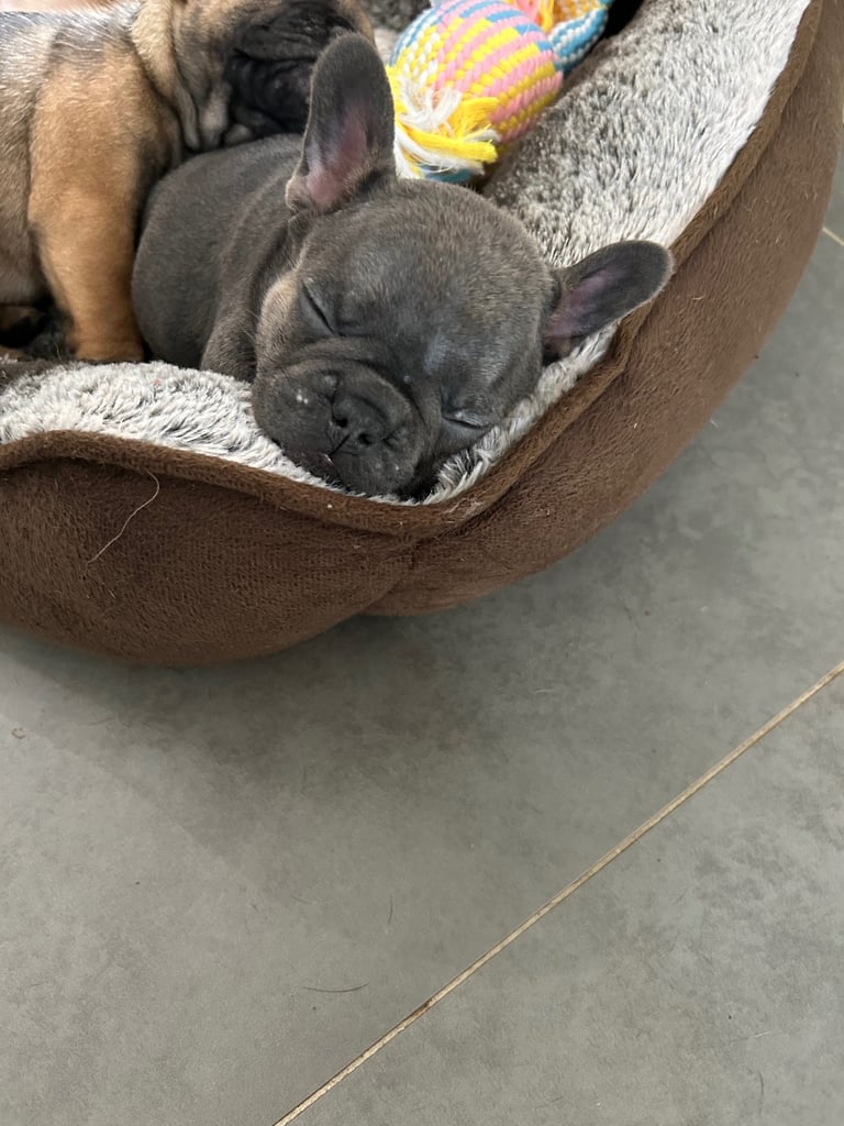 Full pedigree french bulldog Puppy (one left)